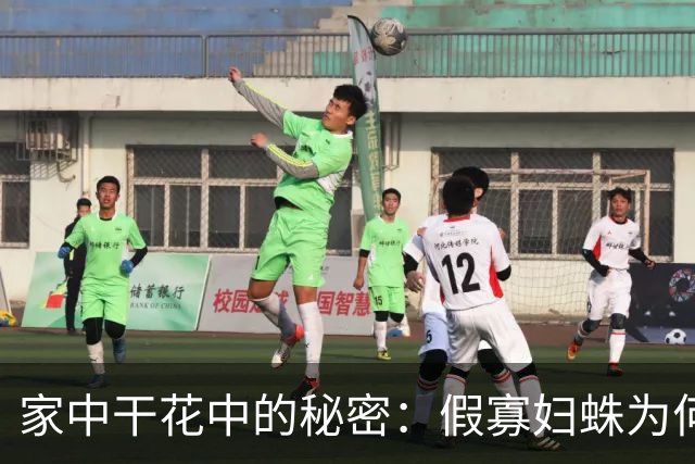 家中干花中的秘密：假寡妇蛛为何钟情于此
