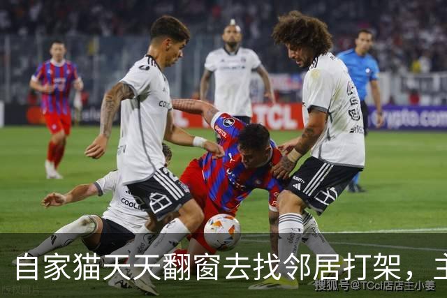 自家猫天天翻窗去找邻居打架，主人看视频惊呆了