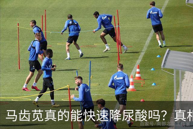 马齿苋真的能快速降尿酸吗？真相与吃法